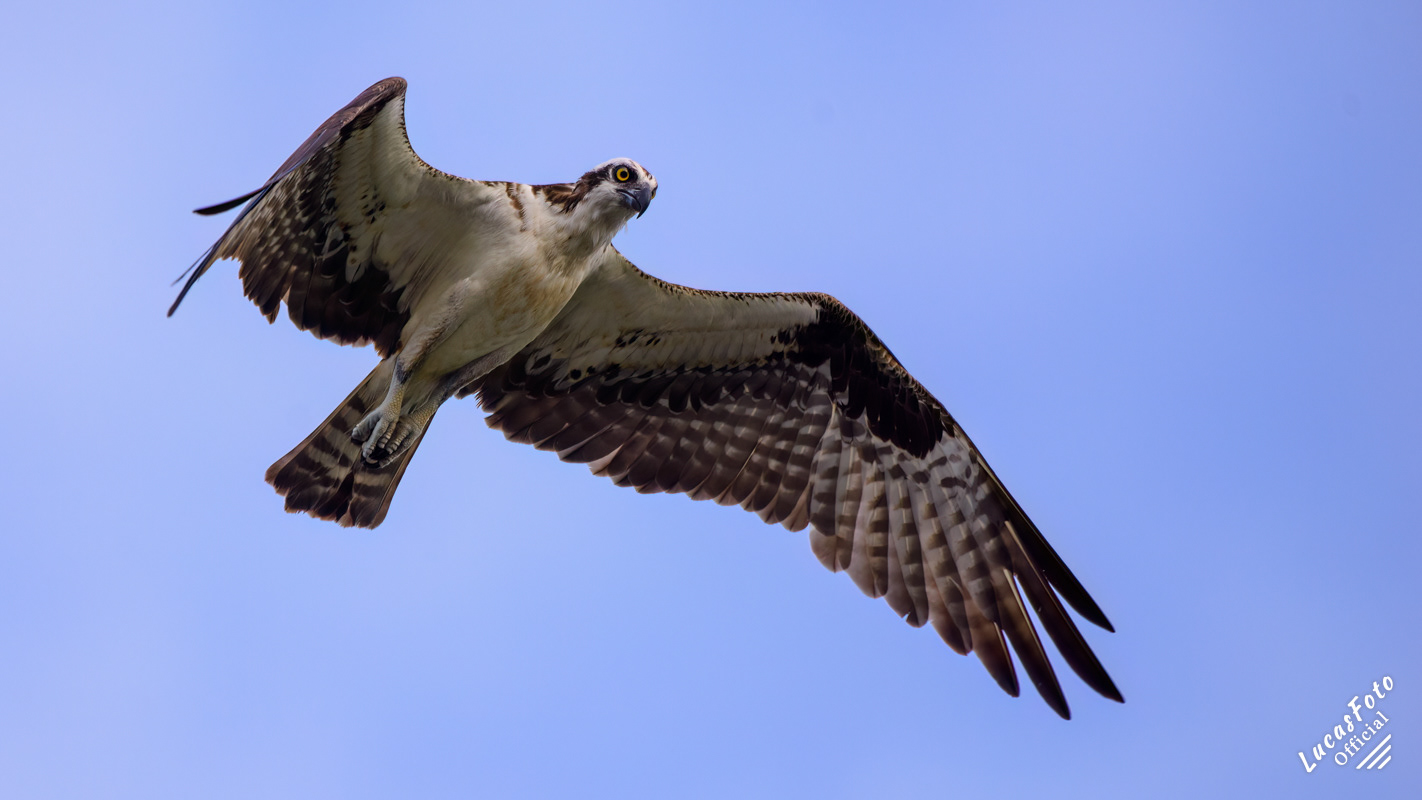 Osprey