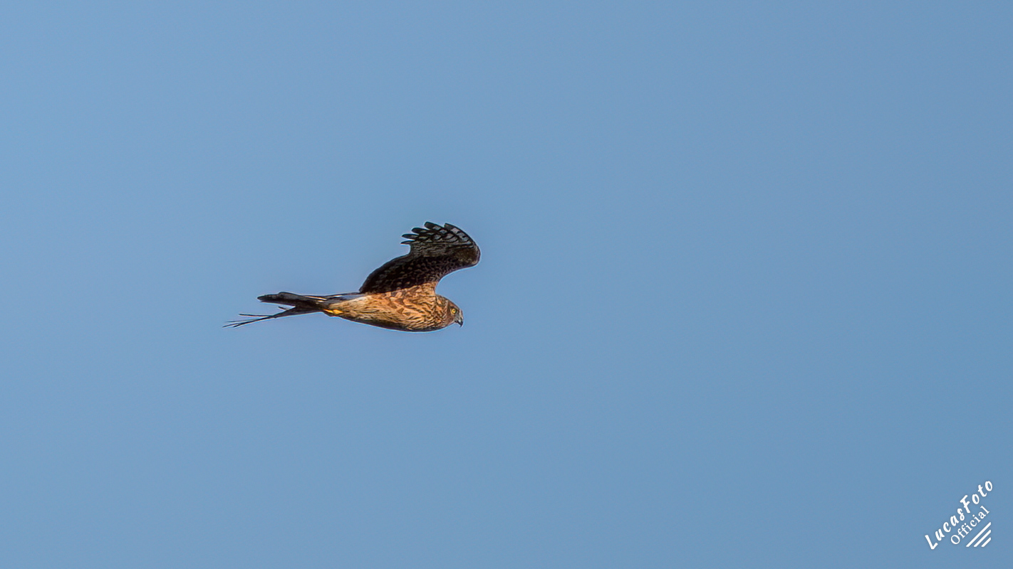 Northern Harrier