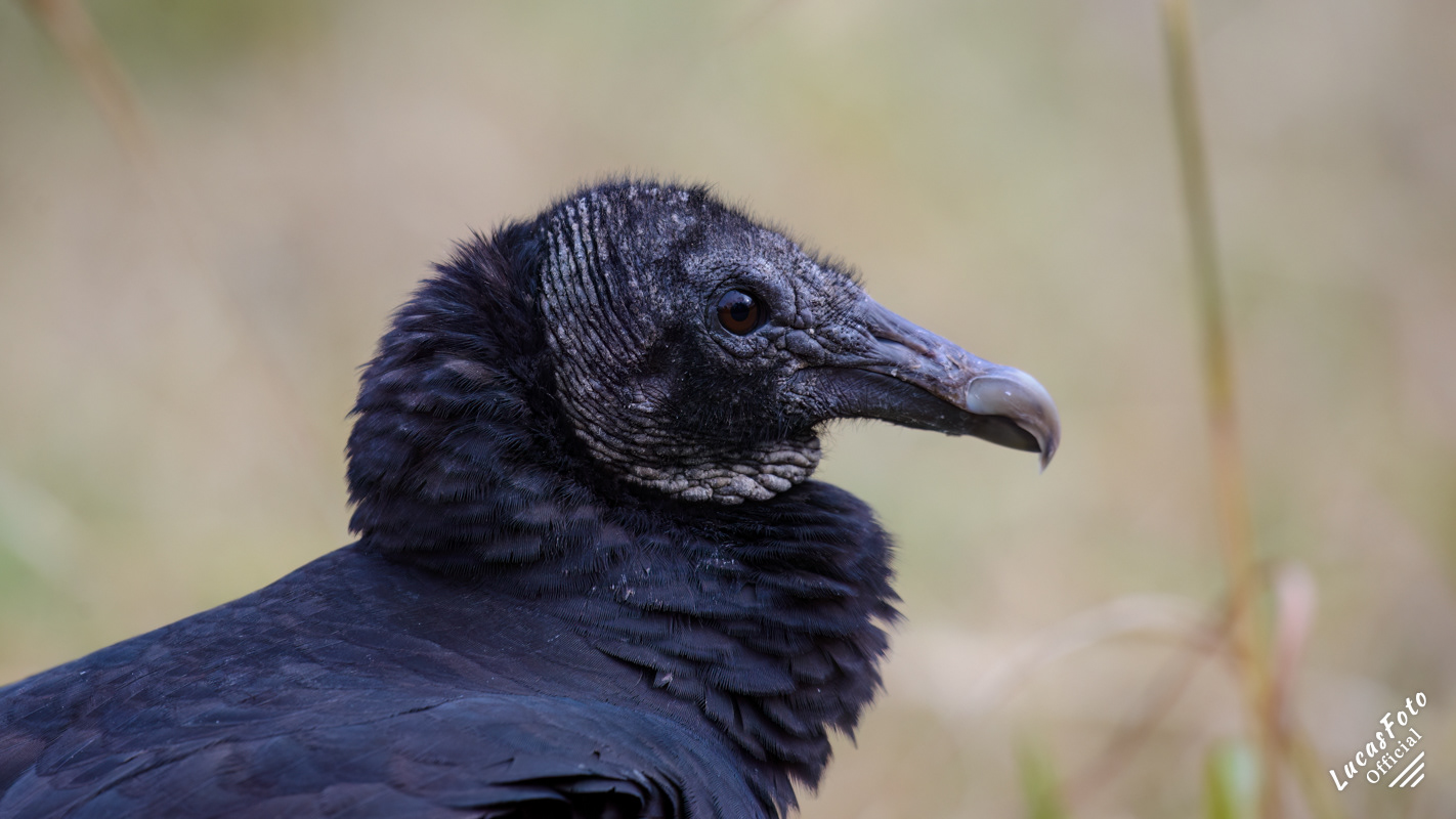 Black Vulture