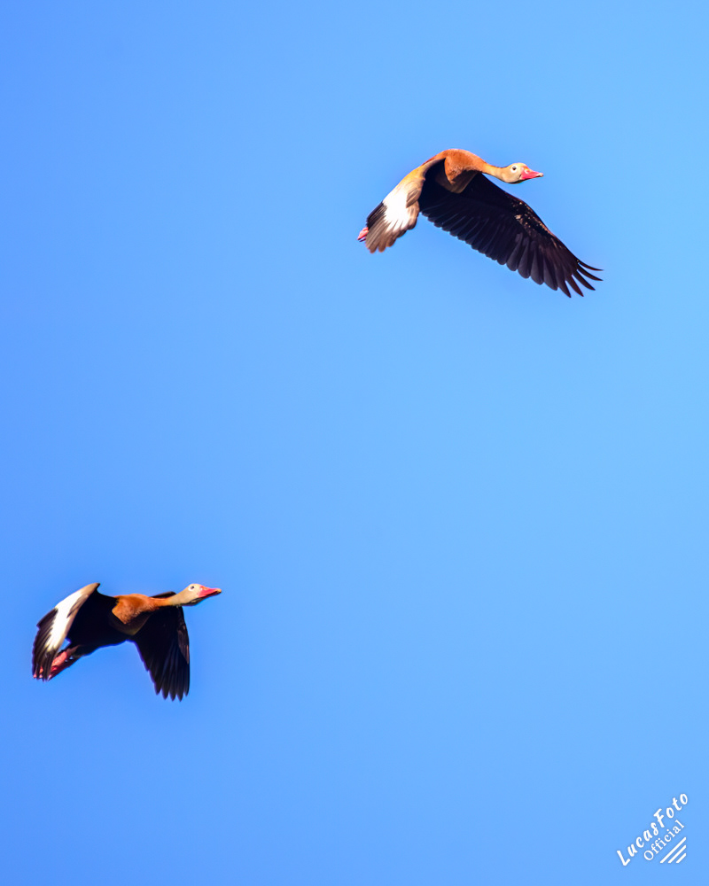 Black-bellied Whistling-Duck