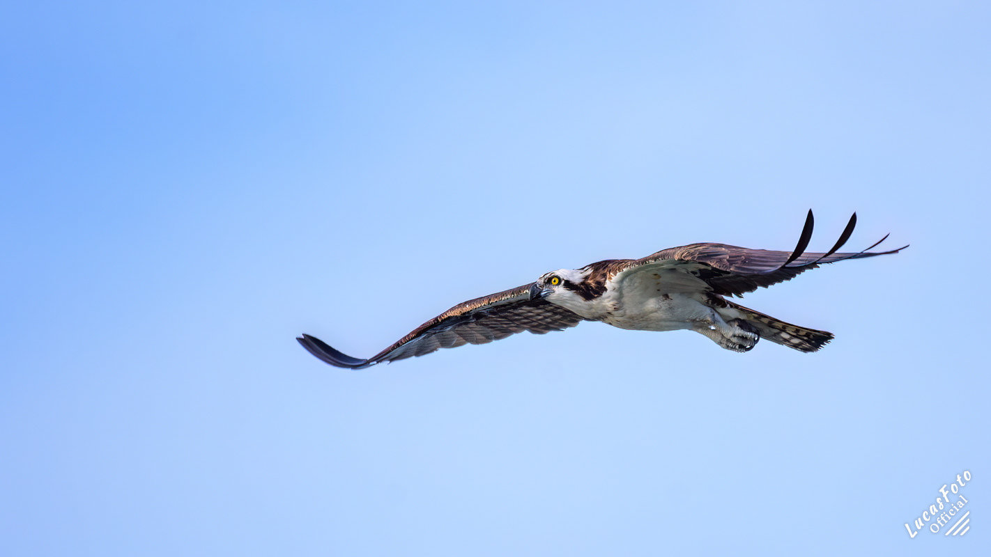 Osprey