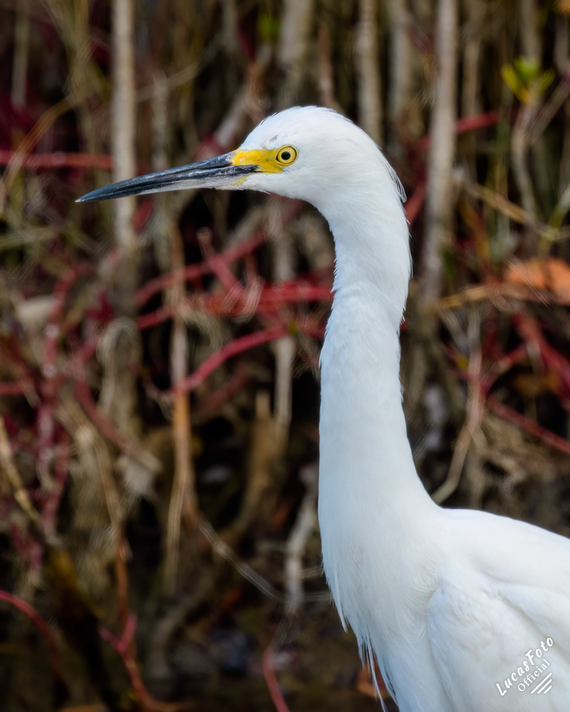 Snowy Egret