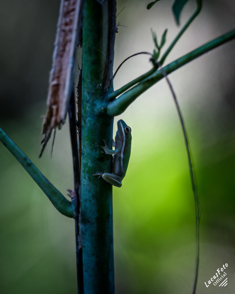 Green Treefrog