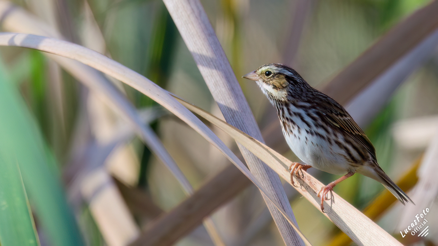 Savannah Sparrow