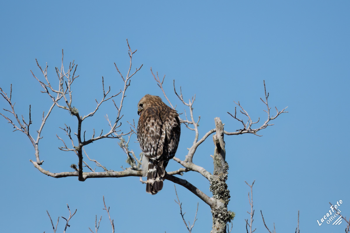 Red-shouldered Hawk
