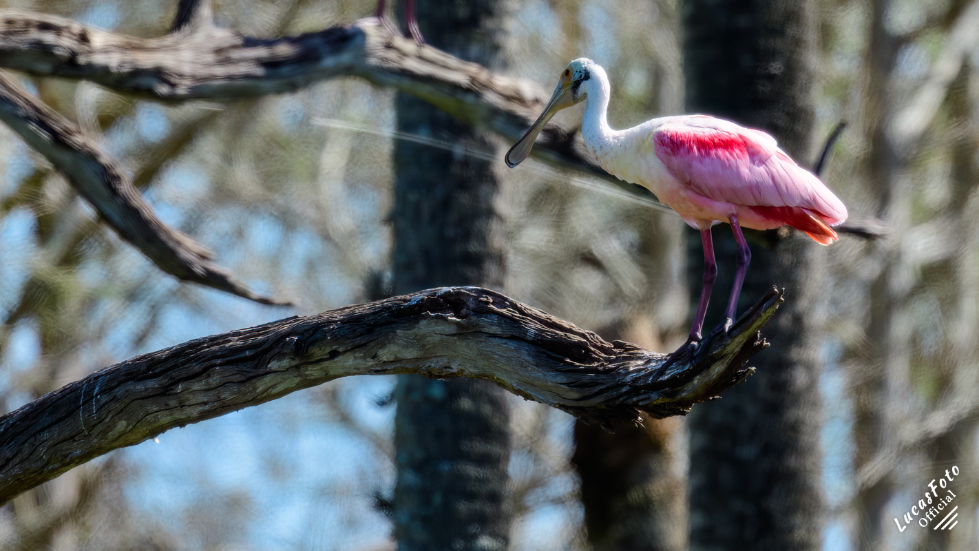 Roseate Spoonbill