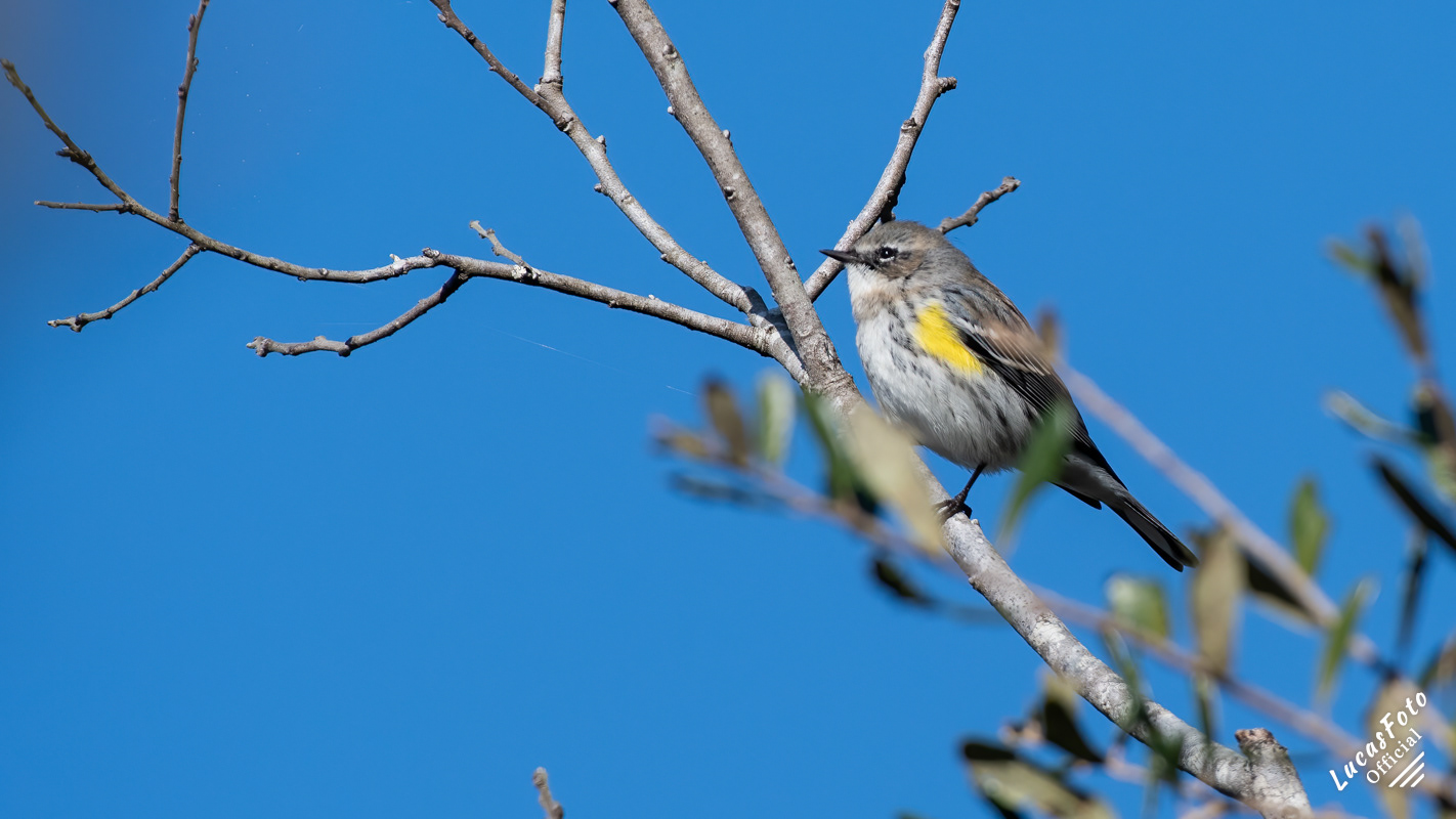 Yellow-rumped Warbler