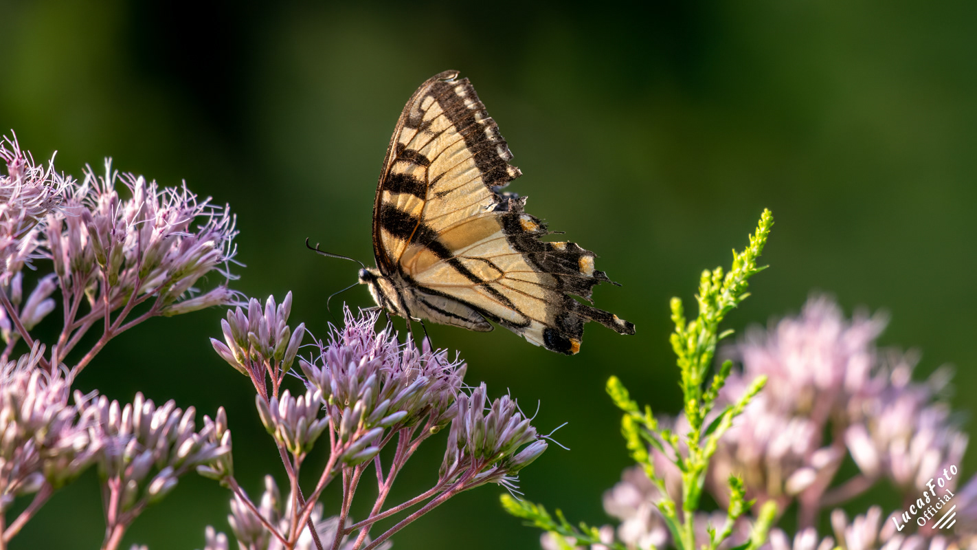 Eastern Tiger Swallowtail