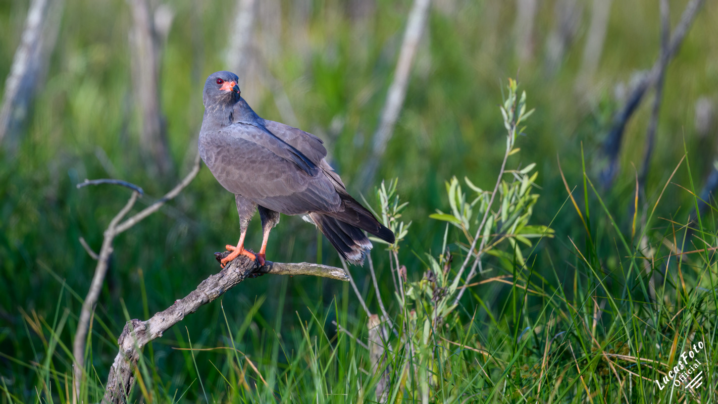 Snail Kite