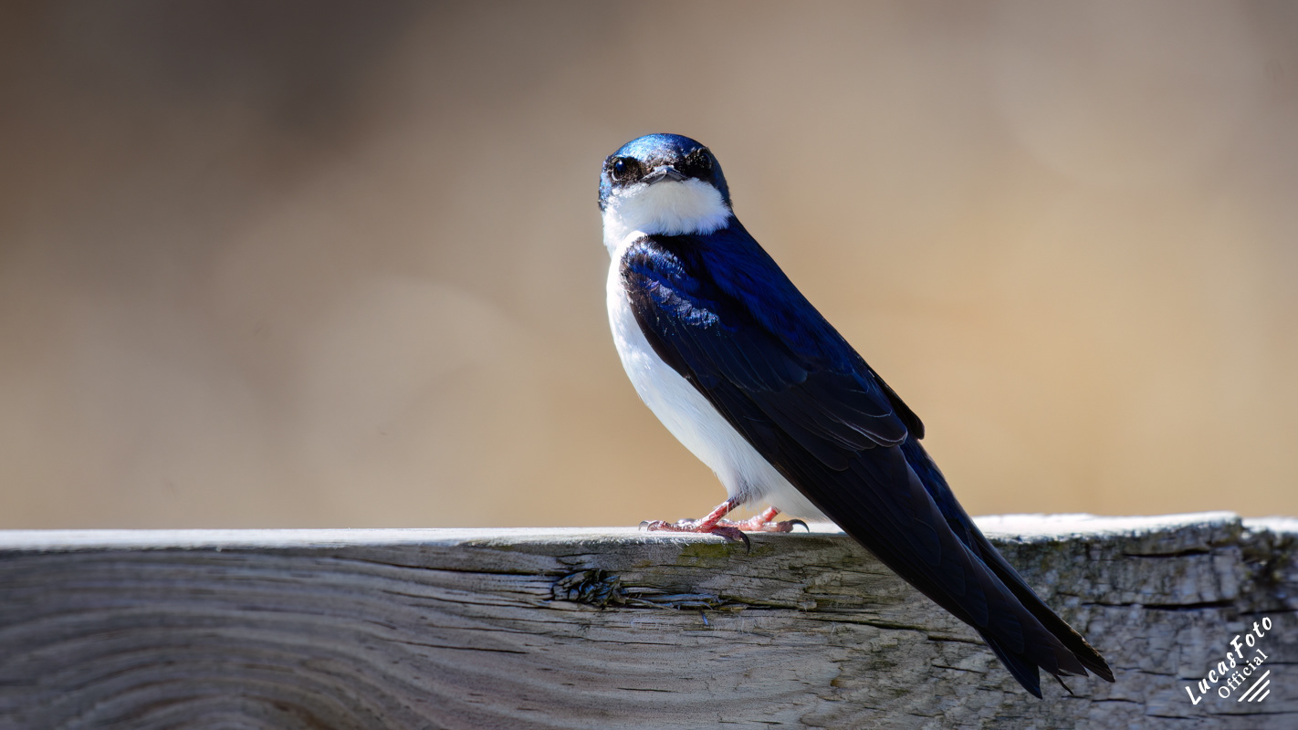 Tree Swallow