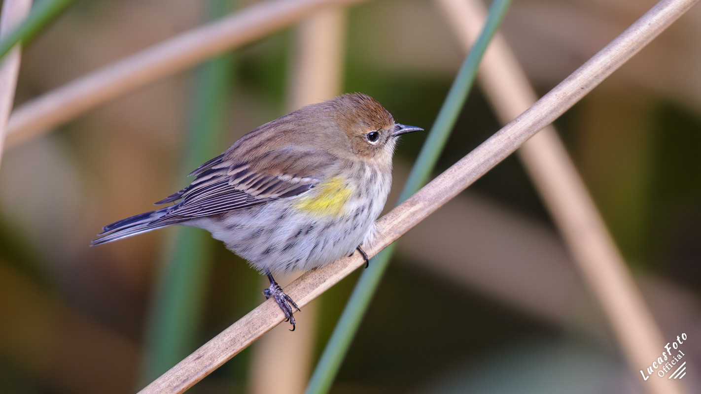 Yellow-rumped Warbler
