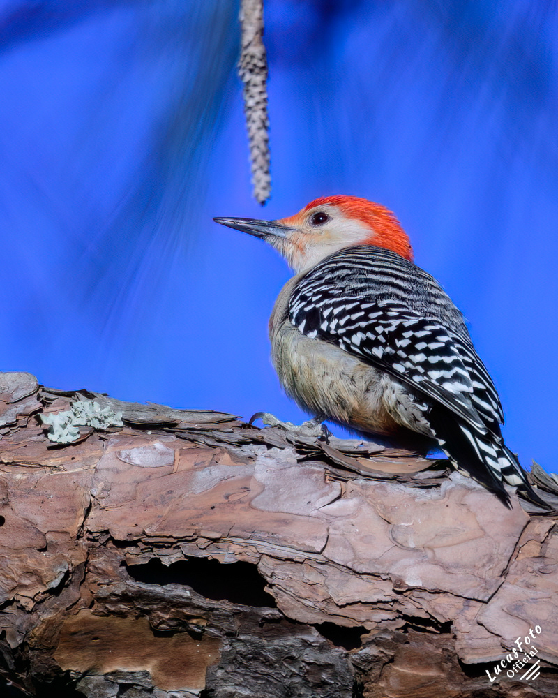 Red-bellied Woodpecker
