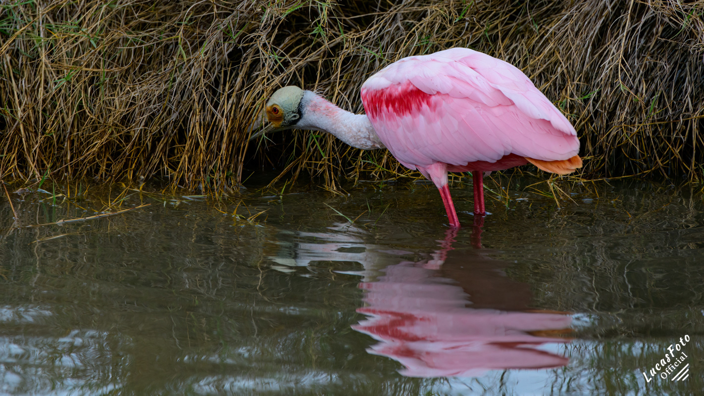 Roseate Spoonbill