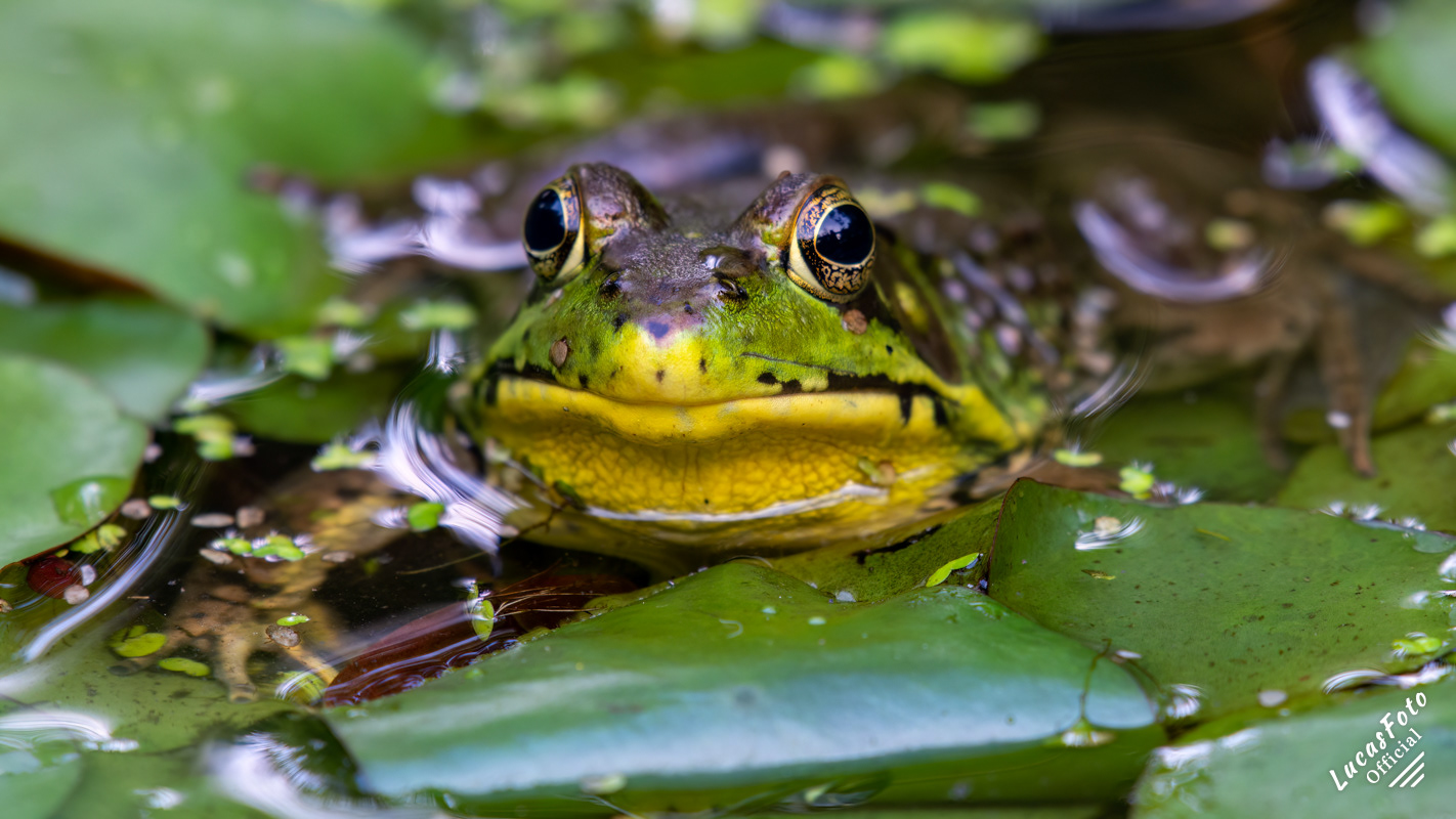 American Bullfrog