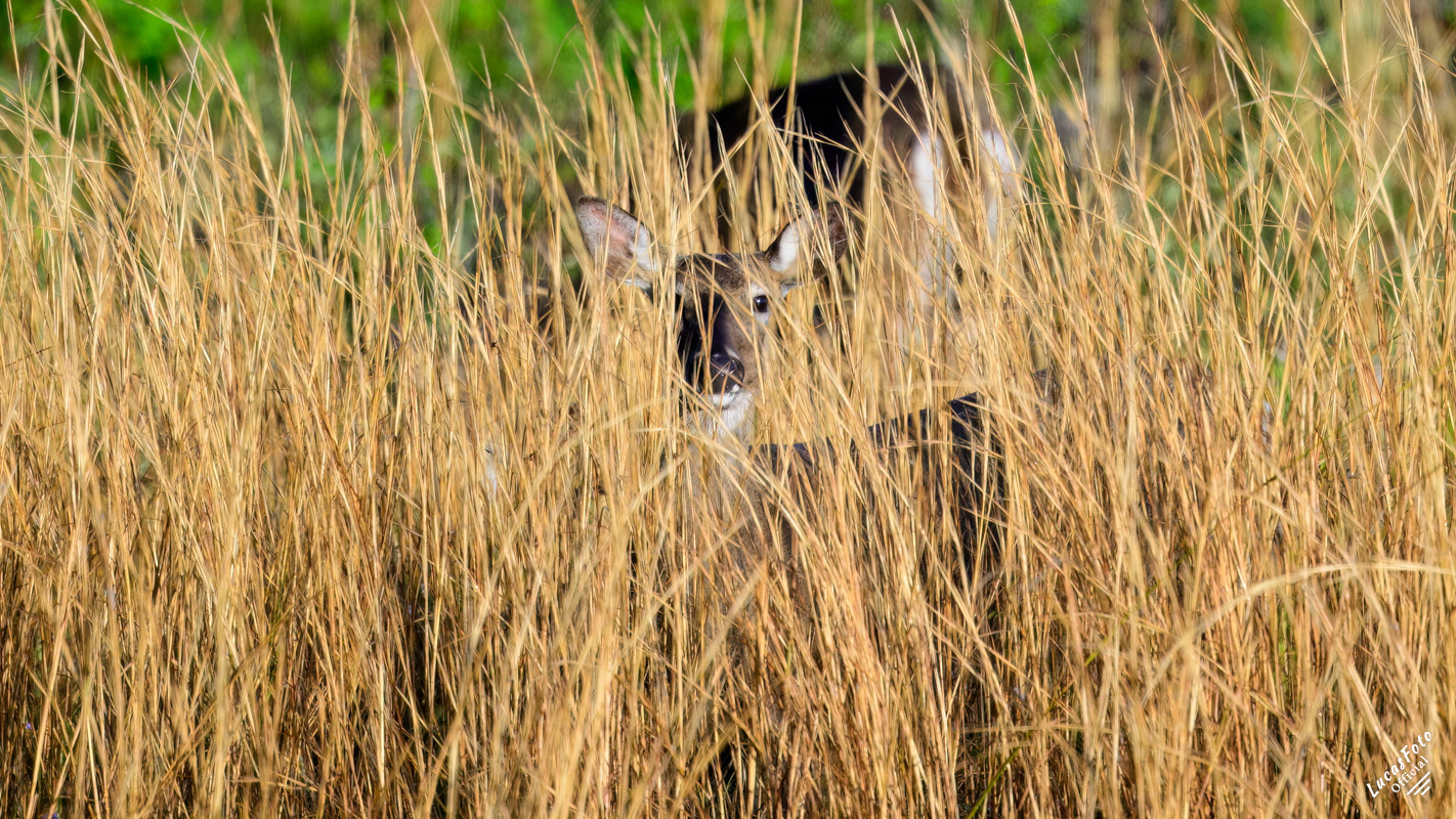 Whitetail