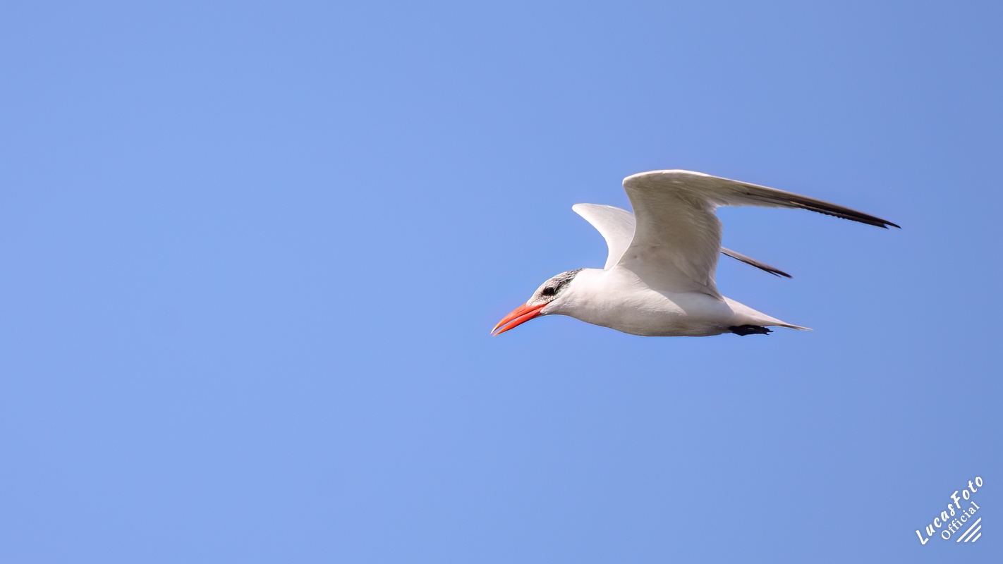 Caspian Tern