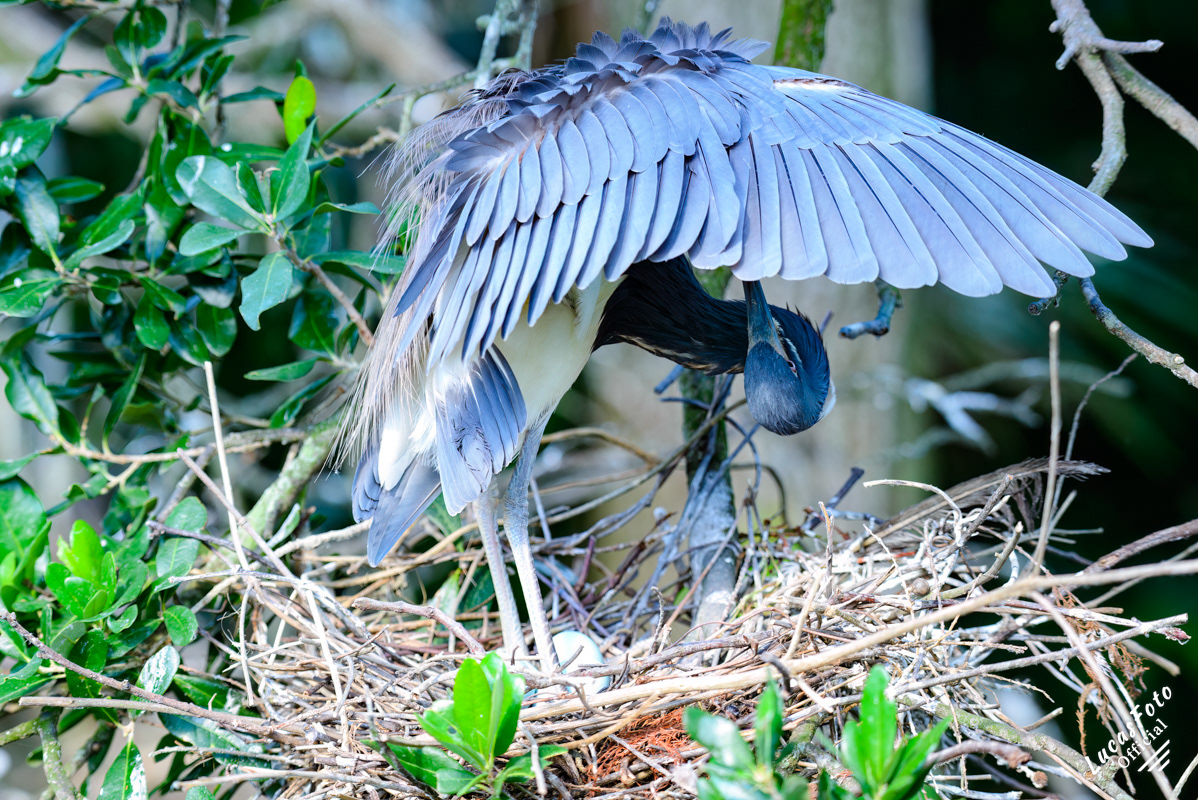 Tricolored Heron