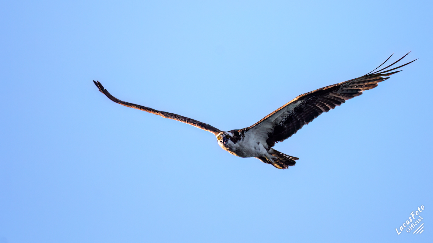 Osprey