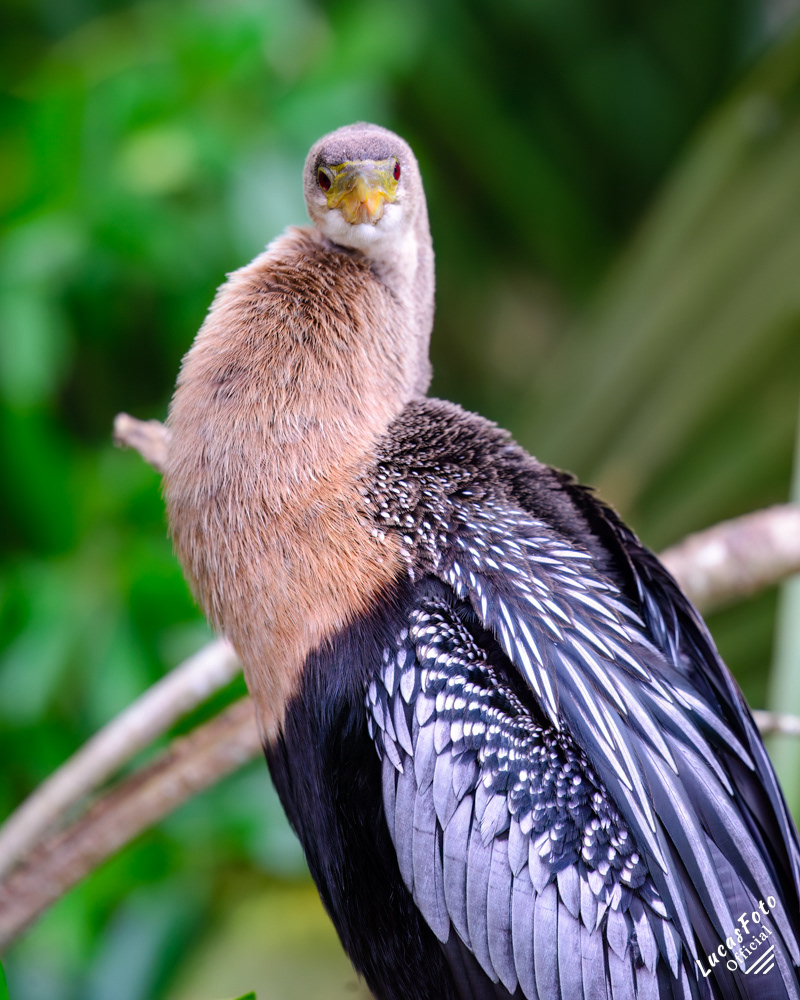 Anhinga
