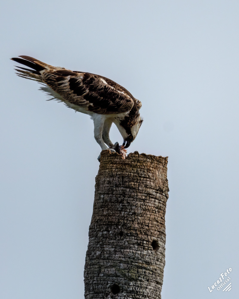 Osprey