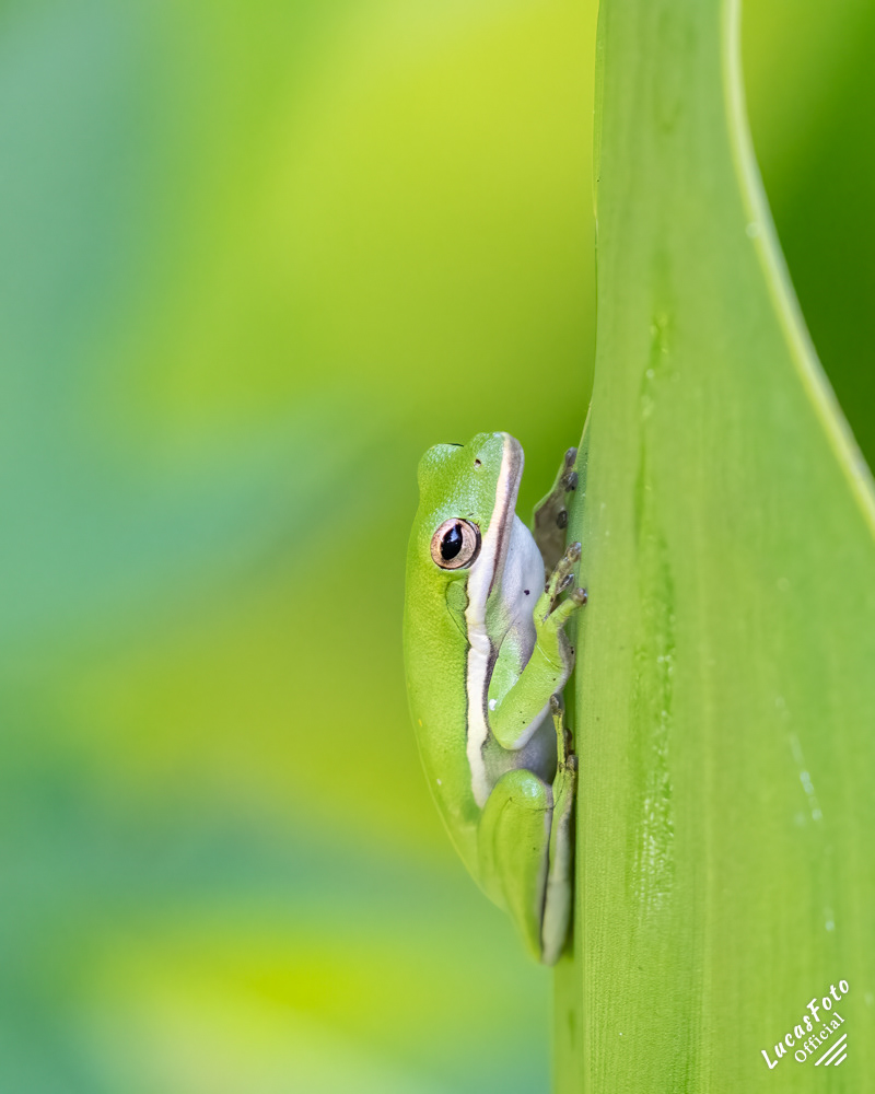 Green Treefrog