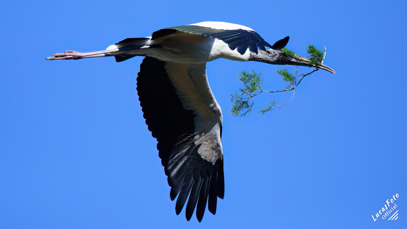 Wood Stork