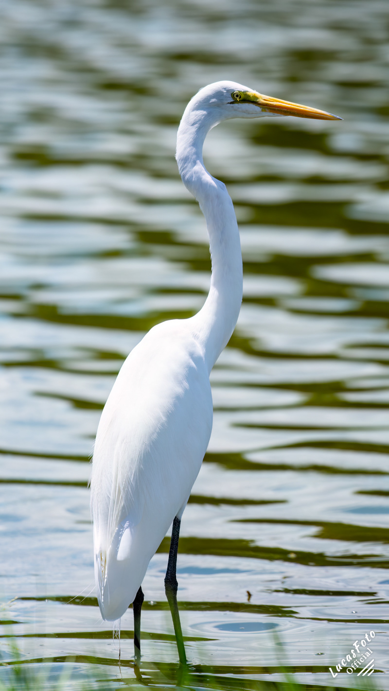Great Egret