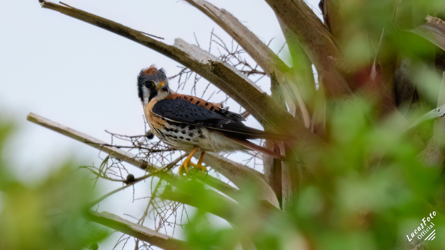 American Kestrel