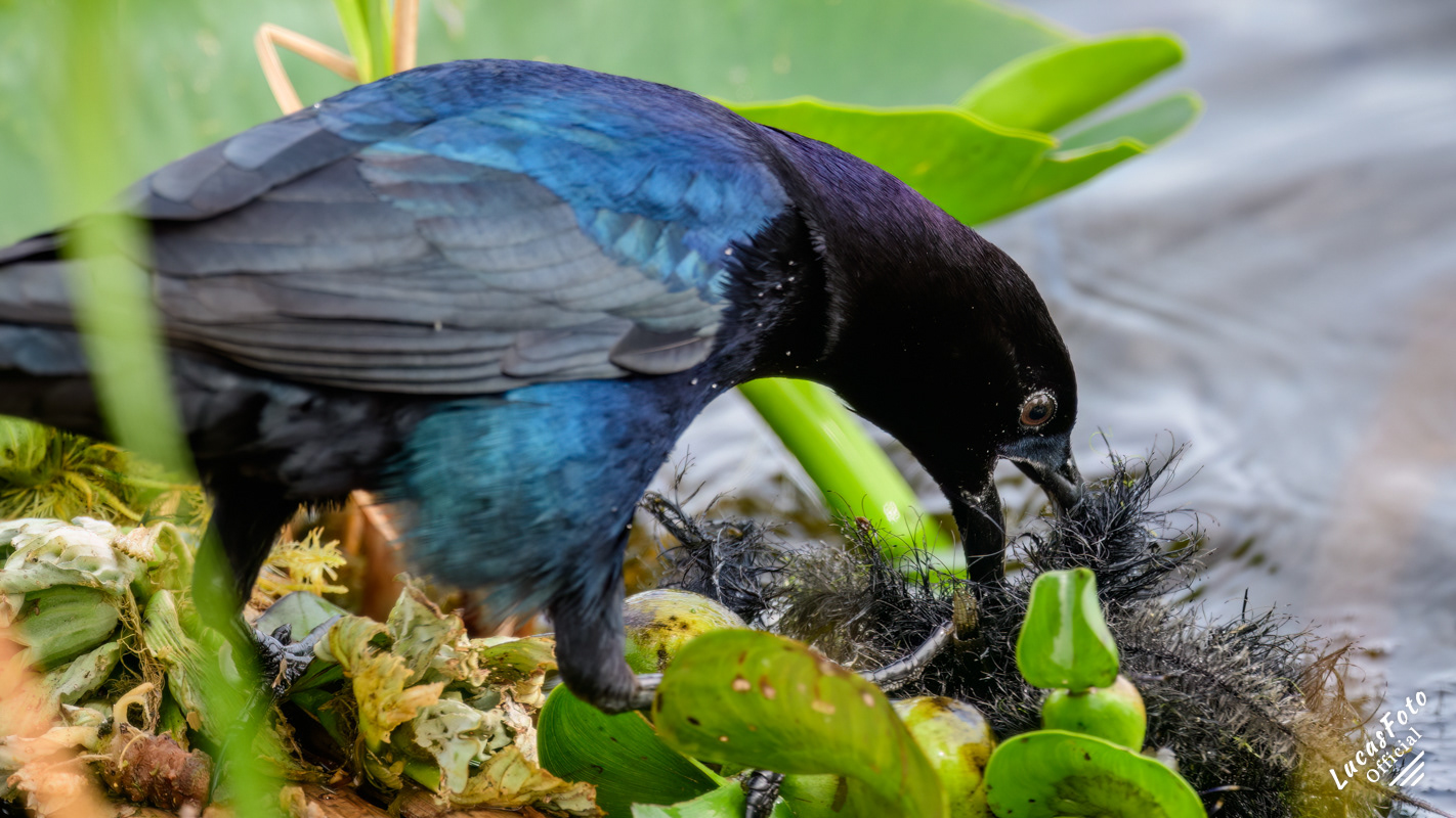 Boat-tailed Grackle