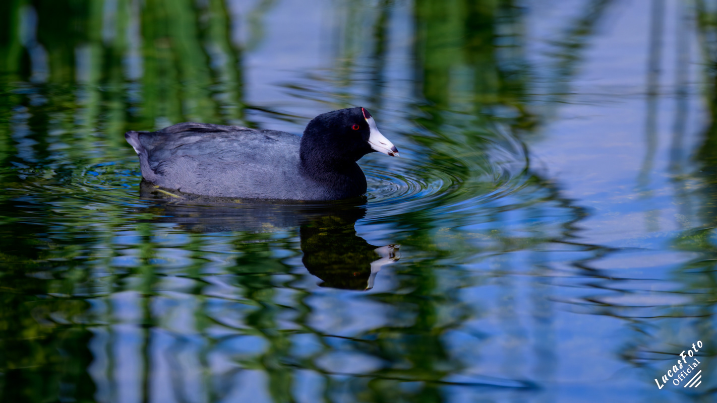 American Coot