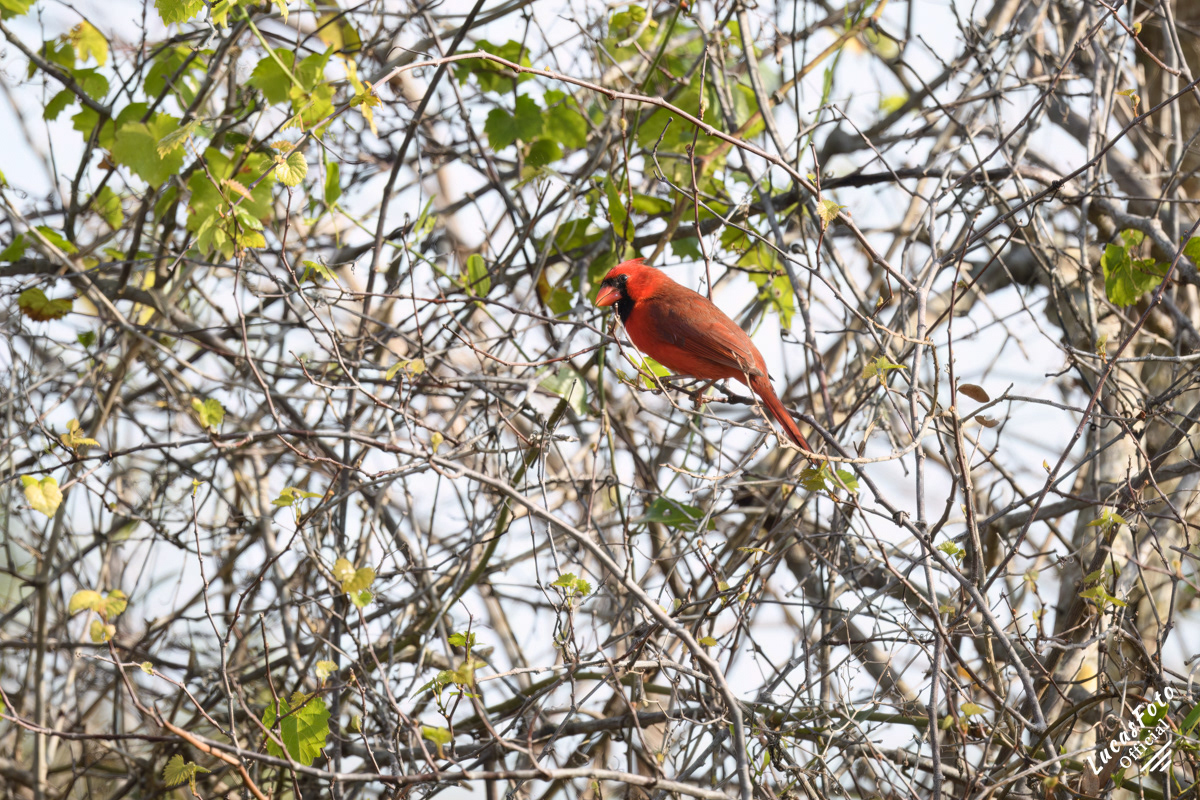 Northern Cardinal
