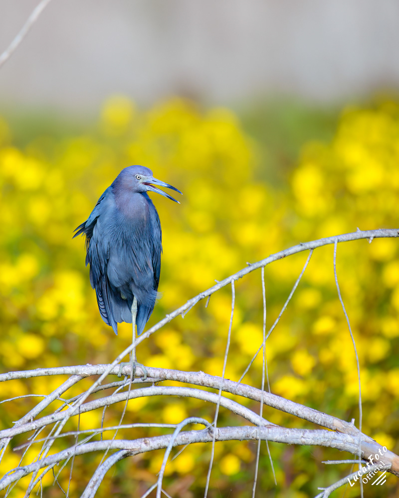 Little Blue Heron