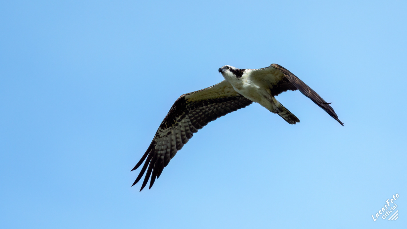 Osprey