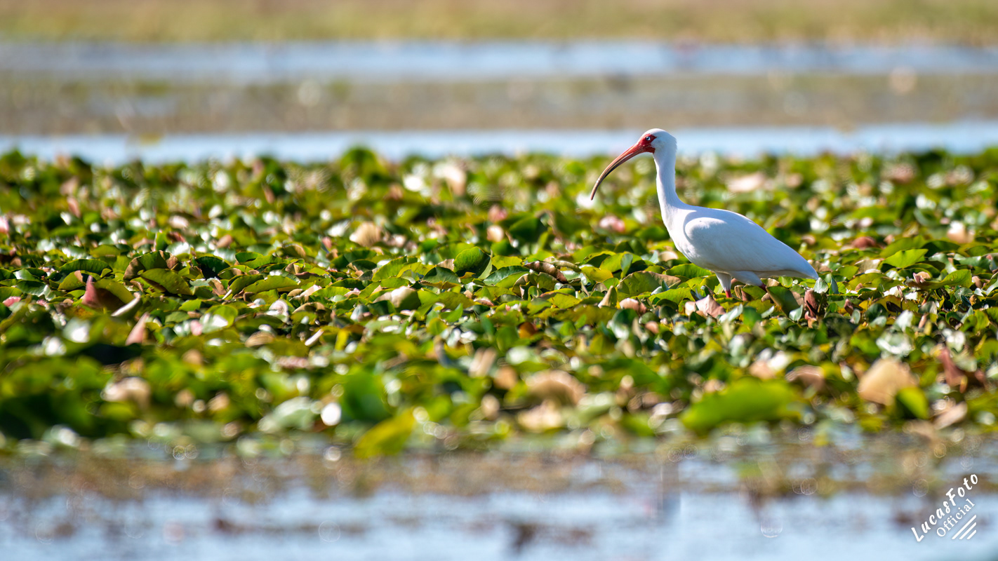 White Ibis