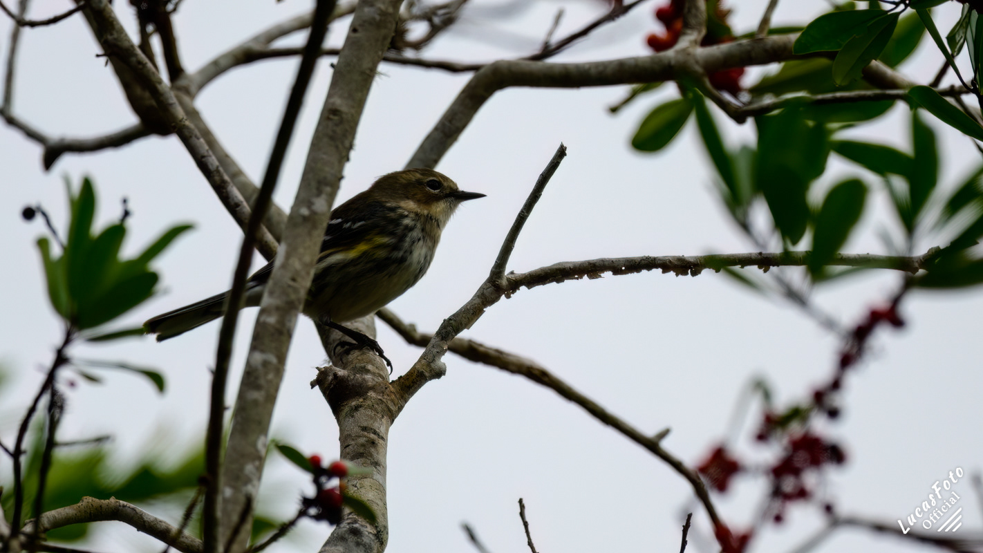 Yellow-rumped Warbler