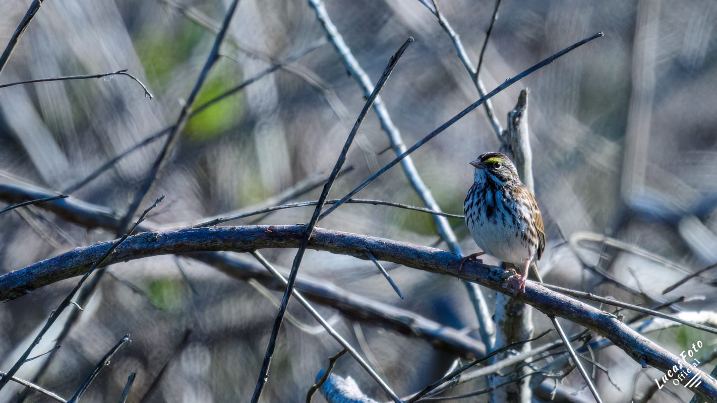 Savannah Sparrow