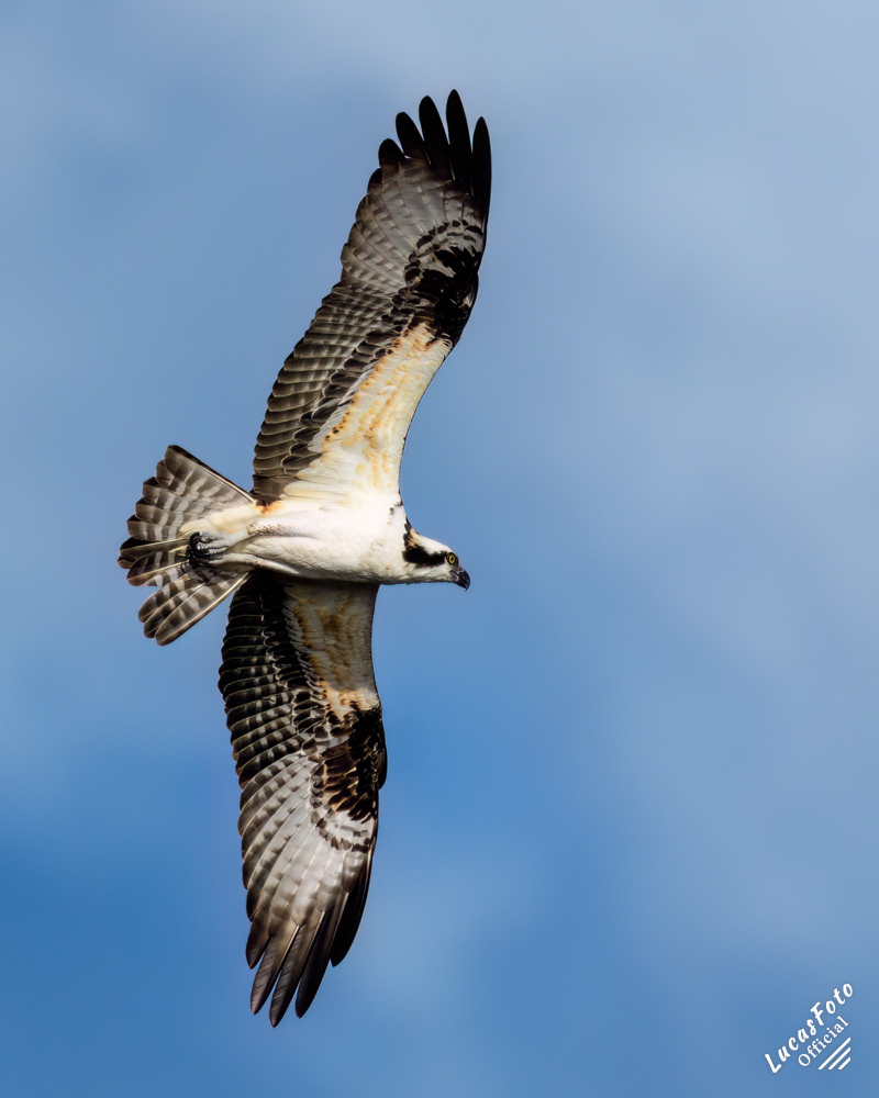 Osprey
