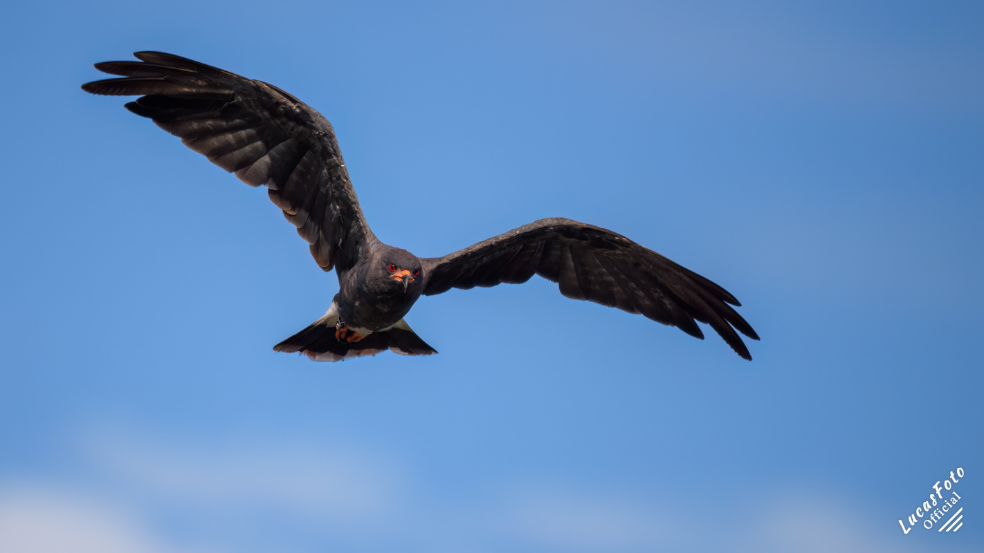 Snail Kite