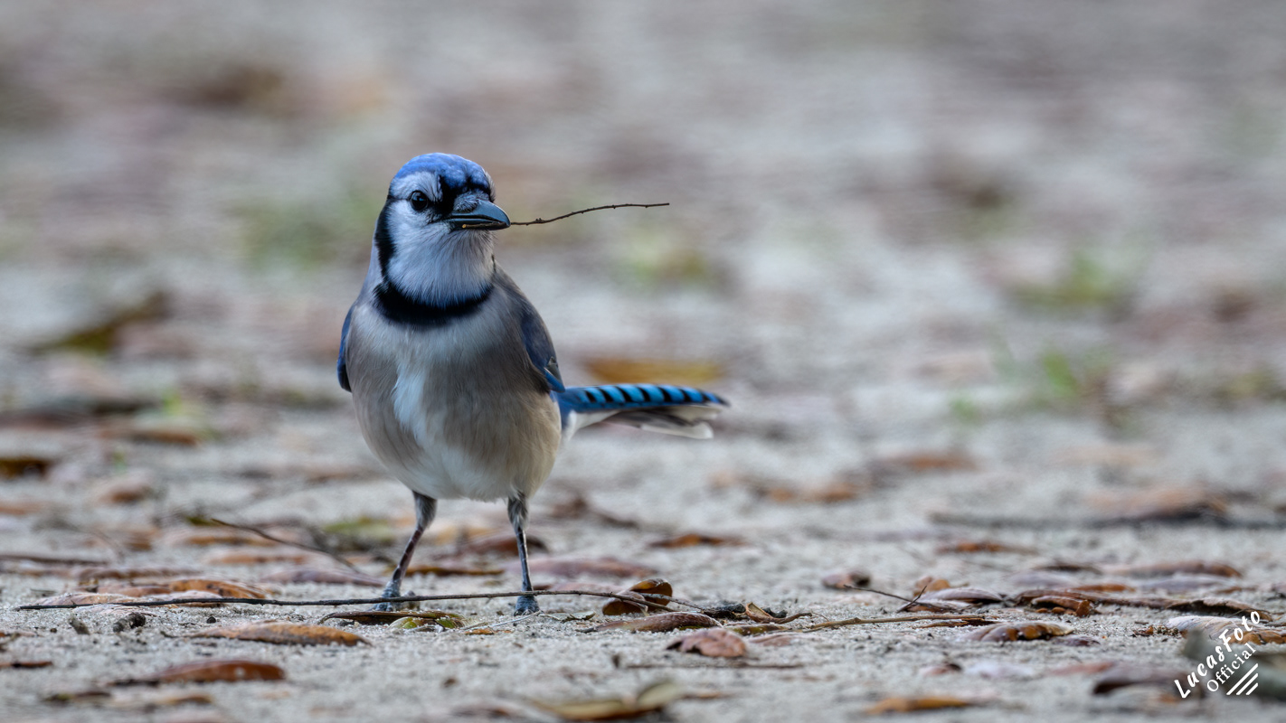 Blue Jay