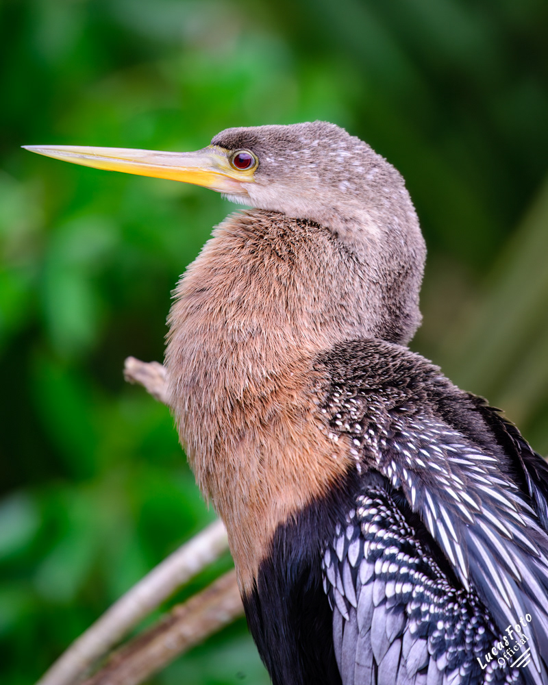 Anhinga