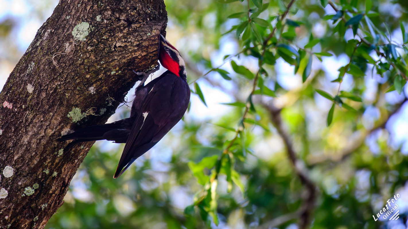 Pileated Woodpecker