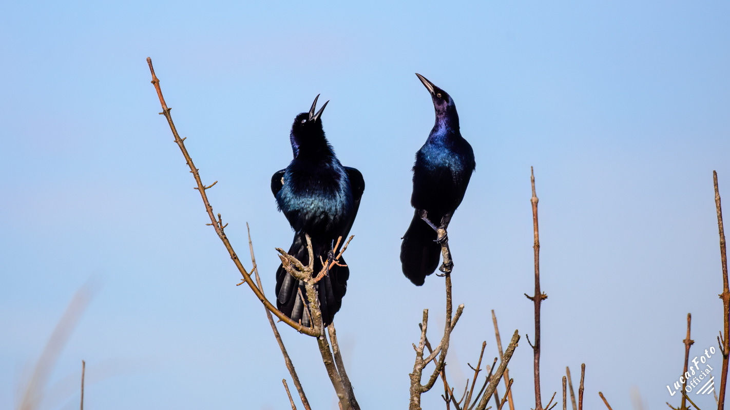 Boat-tailed Grackle
