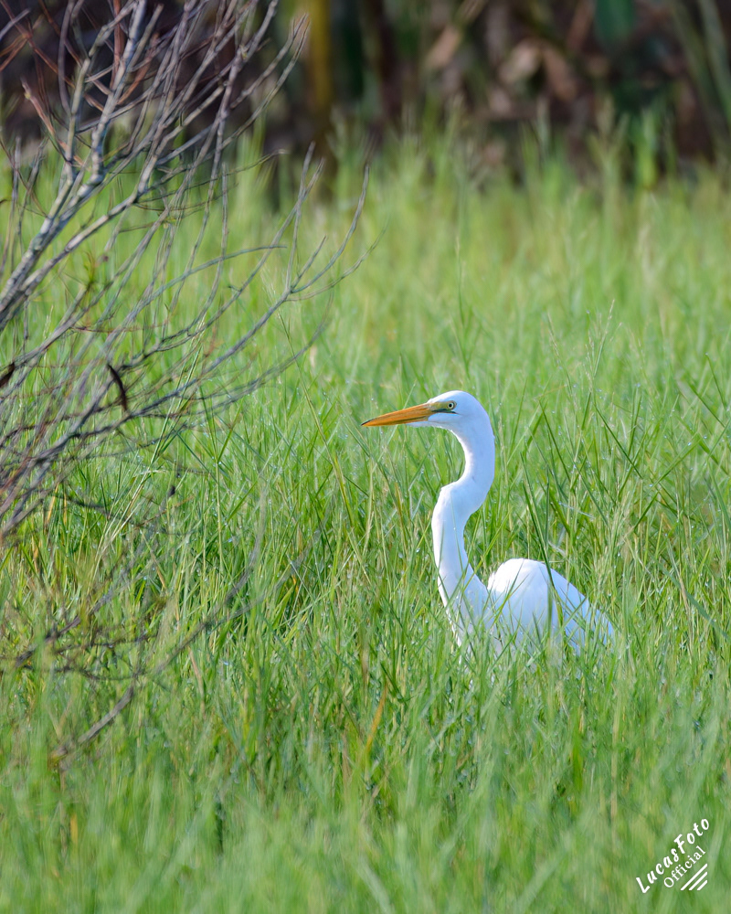 Great Egret