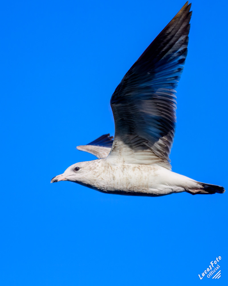 Ring-billed Gull