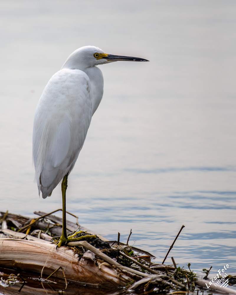 Snowy Egret