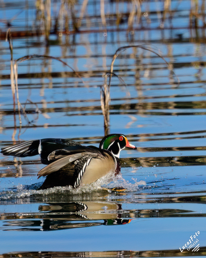 Wood Duck