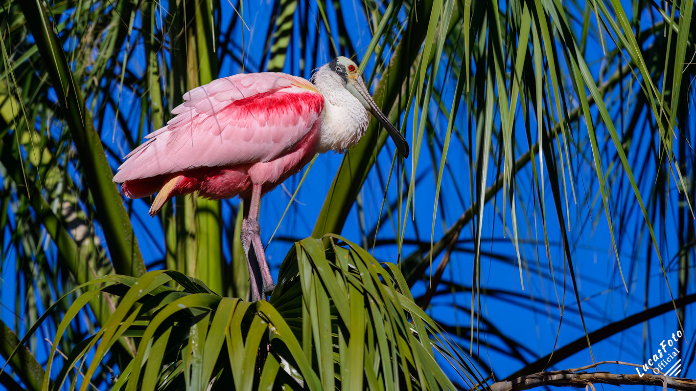 Roseate Spoonbill