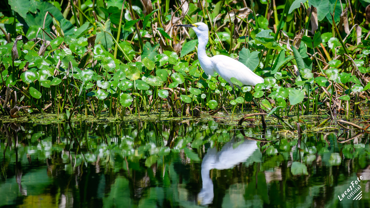 Snowy Egret
