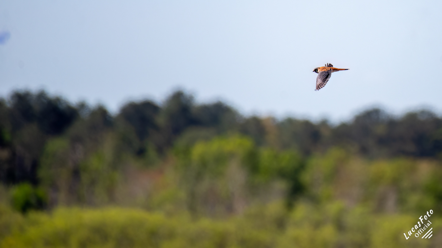 American Kestrel