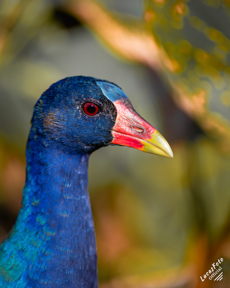 Purple Gallinule